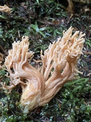 Ramaria testaceoflava