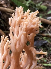 Ramaria testaceoflava