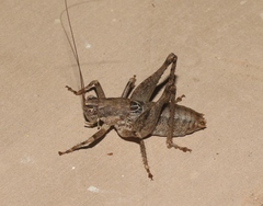 Ateloplus