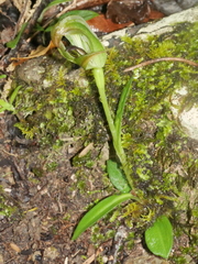 Pterostylis areolata