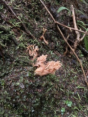Ramaria testaceoflava