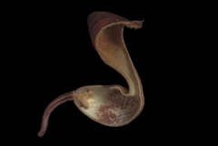 Aristolochia maxima