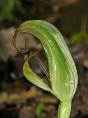 Pterostylis areolata
