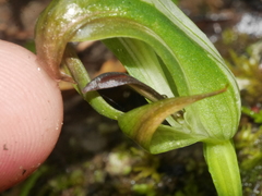 Pterostylis areolata