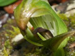 Pterostylis areolata
