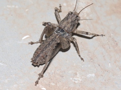 Ateloplus schwarzi