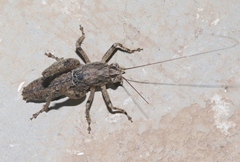 Ateloplus schwarzi
