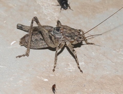 Ateloplus schwarzi