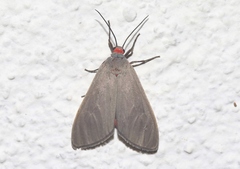 Pygarctia murina