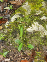 Pterostylis areolata