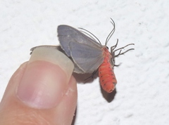 Pygarctia murina
