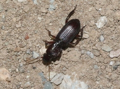 Stenomorphus