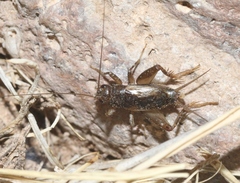 Eunemobius carolinus neomexicanus