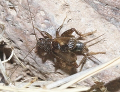 Eunemobius carolinus neomexicanus