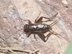 Eunemobius carolinus neomexicanus