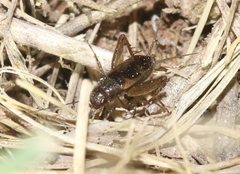 Eunemobius carolinus neomexicanus