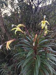 Siphocampylus lucidus