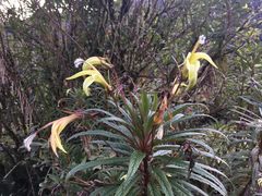 Siphocampylus lucidus