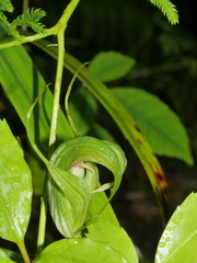 Pterostylis oliveri