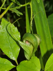 Pterostylis oliveri
