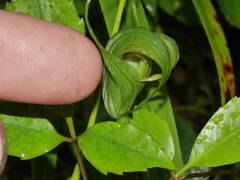 Pterostylis oliveri