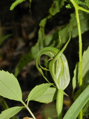 Pterostylis oliveri