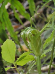 Pterostylis oliveri