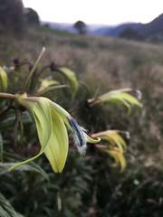 Siphocampylus lucidus