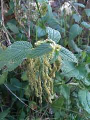 Urtica leptophylla