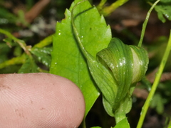 Pterostylis oliveri