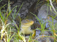 Timon lepidus lepidus