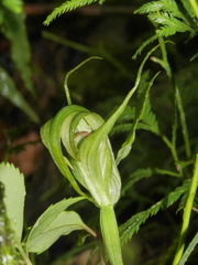 Pterostylis oliveri