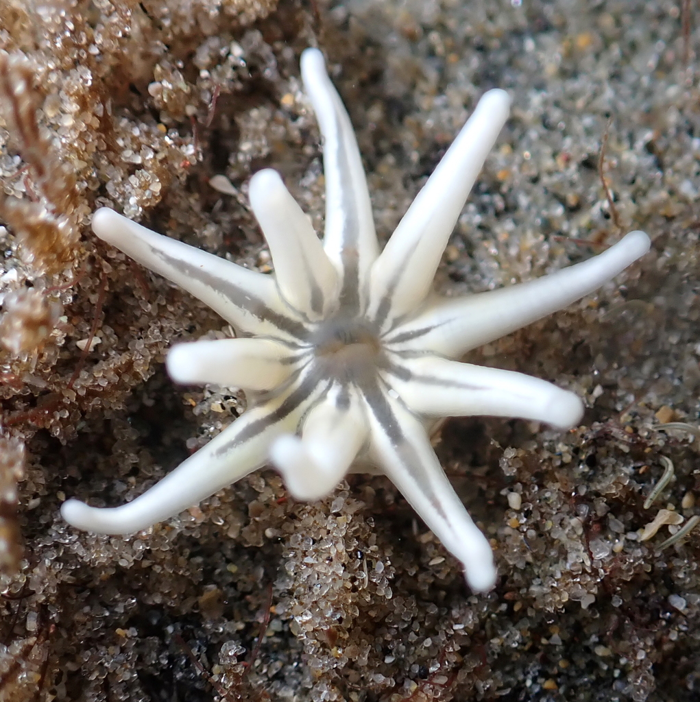 Metridioidea