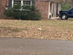 Sciurus carolinensis