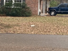 Sciurus carolinensis