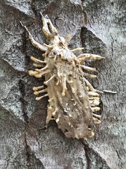 Akanthomyces aculeatus