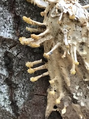 Akanthomyces aculeatus