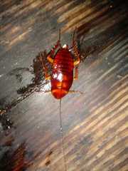 Periplaneta americana