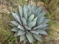 Agave applanata