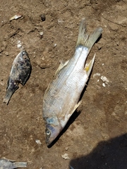 Centropomus robalito