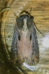 Agrotis robusta