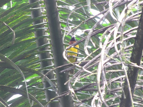 Giant Weaver (Ploceus grandis), photo 1