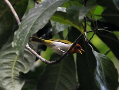 Hemithraupis ruficapilla