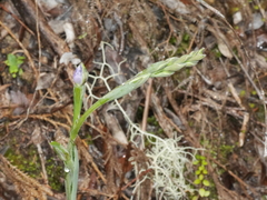 Thelymitra hatchii
