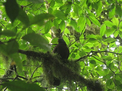 Sao Tome Olive Pigeon (Columba thomensis)