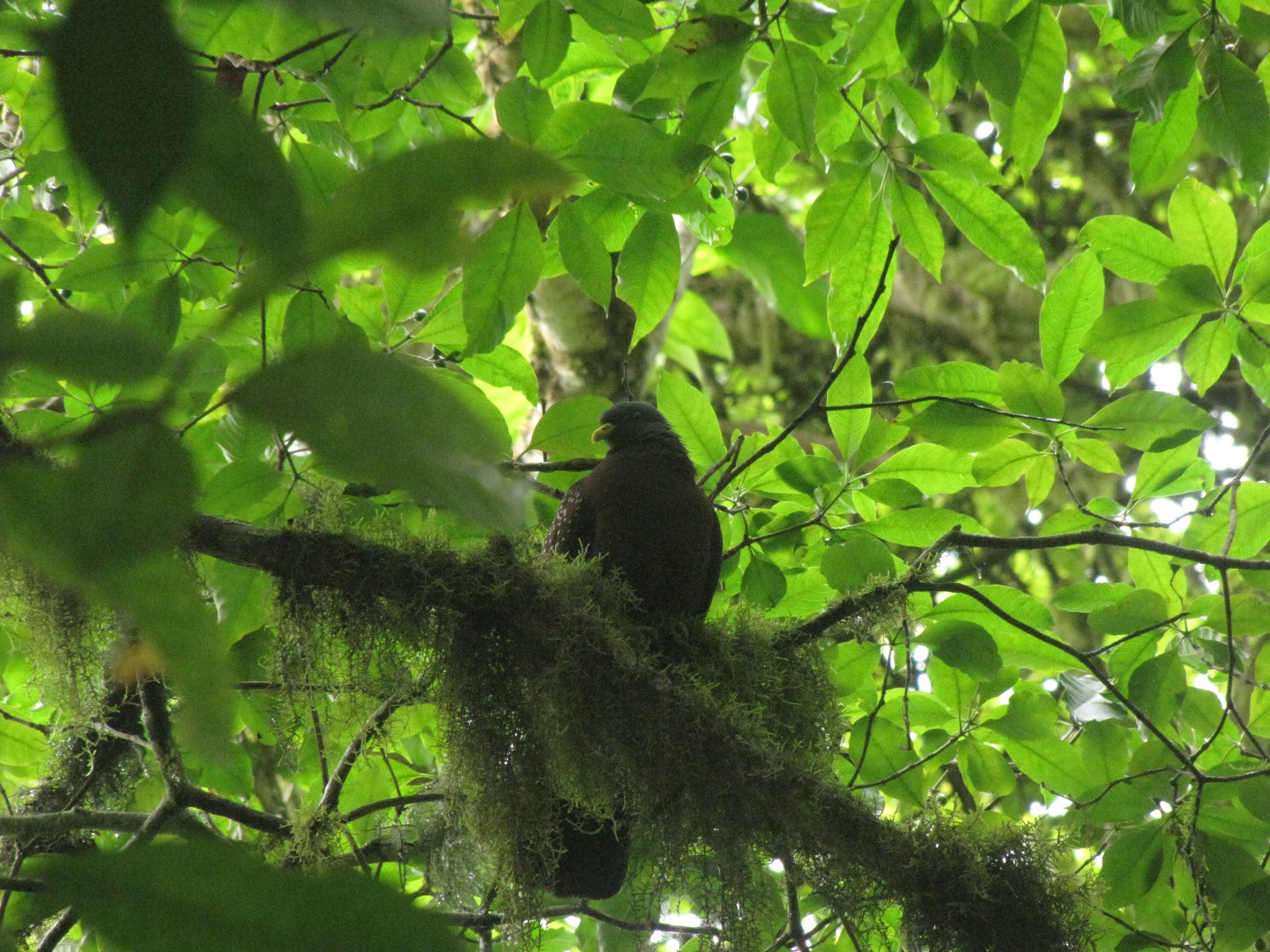 Sao Tome Olive Pigeon (Columba thomensis), photo 1
