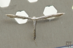 Pterophoridae