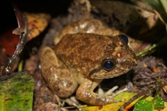 Limnonectes conspicillatus