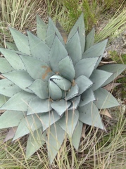Agave applanata