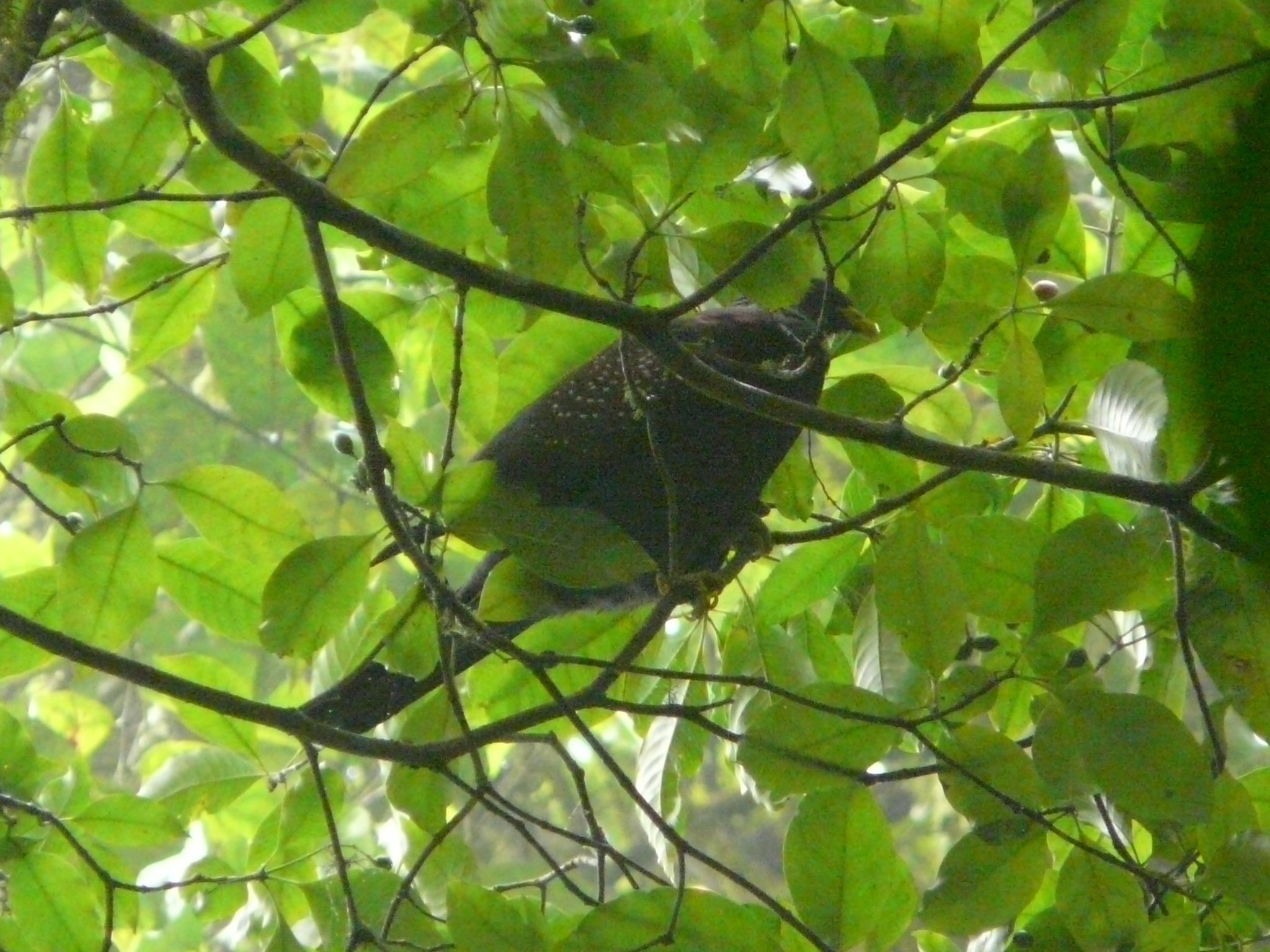 Sao Tome Olive Pigeon (Columba thomensis), photo 2